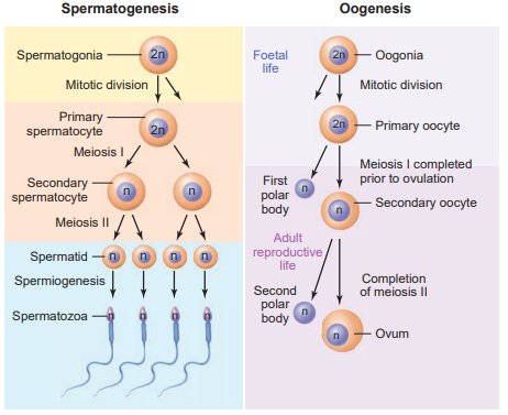 schematic representation of spermatogenesis and oogenesis